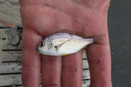 Rhabdosargus holubi