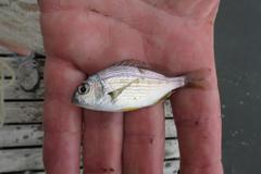 Rhabdosargus holubi