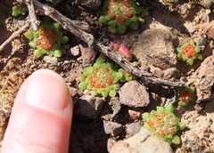 Crassula pageae