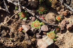 Crassula pageae