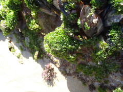 Ulva rigida