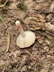 Russula subtilis