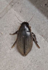 Dytiscus semisulcatus