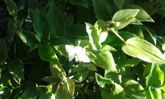 Tradescantia fluminensis