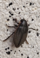 Dytiscus semisulcatus