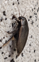 Dytiscus semisulcatus