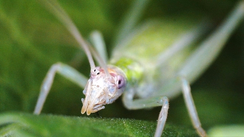 Otomi tree cricket