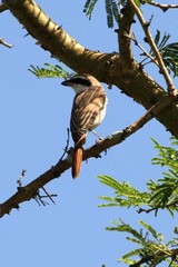 Lanius phoenicuroides