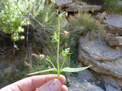 Trichodesma africanum