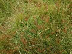 Juncus acutiflorus