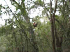 Gasteracantha sanguinolenta
