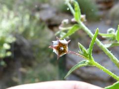 Trichodesma africanum