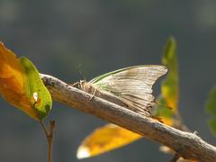 Charaxes candiope