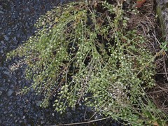 Lepidium heterophyllum