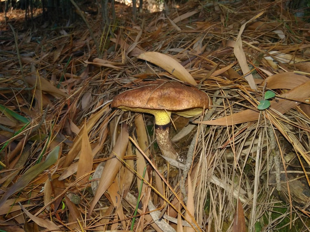 Suillus luteus · April 2018 · photo: © cristianriquelme (iNaturalist, cc-by)