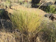 Triraphis ramosissima