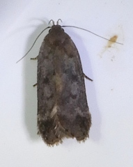 Anacampsis innocuella