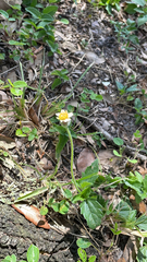 Tridax procumbens image