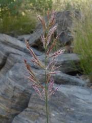 Triraphis ramosissima