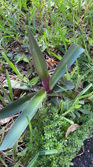 Tradescantia spathacea