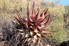 Aloe microstigma microstigma