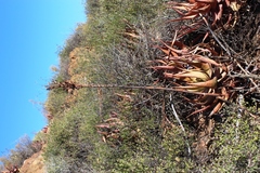 Aloe microstigma microstigma