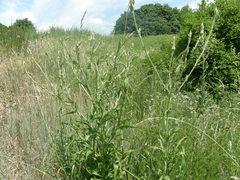 Tragopogon ucrainicus