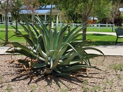 Agave americana