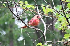 Cardinalis cardinalis