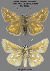 Hesperia assiniboia