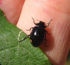 Hippodamia moesta moesta