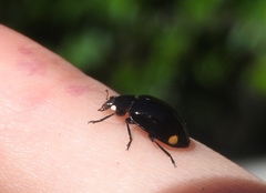 Hippodamia moesta moesta