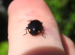 Hippodamia moesta moesta