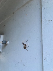 Larinioides sclopetarius