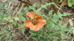 Sphaeralcea laciniata