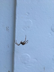 Larinioides sclopetarius