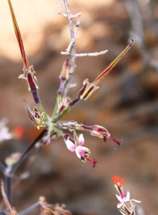 Pelargonium keerombergense