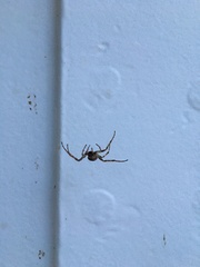 Larinioides sclopetarius