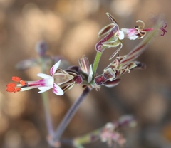 Pelargonium keerombergense