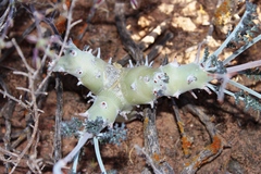 Pelargonium keerombergense