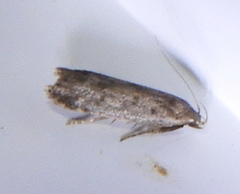 Anacampsis innocuella