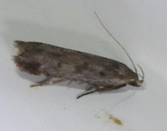 Anacampsis innocuella