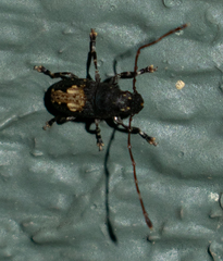Piesocorynus plagifer