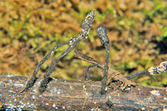 Xylaria arbuscula