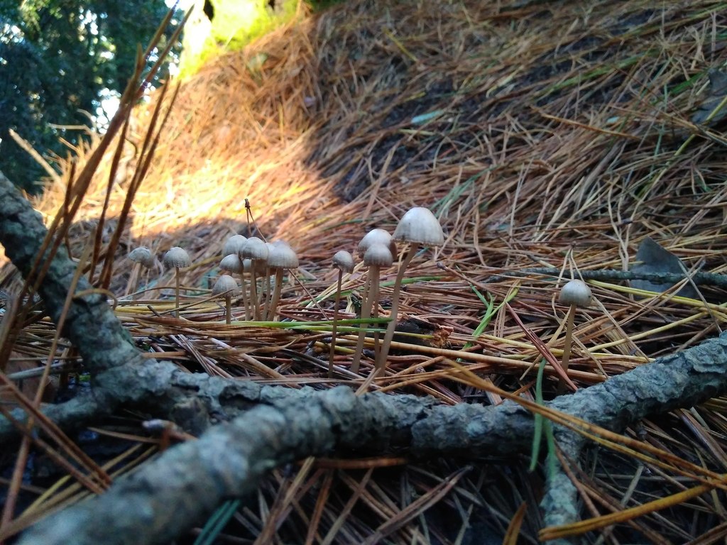 Mycena leptocephala · April 2018 · photo: © cristianriquelme (iNaturalist, cc-by)