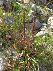 Digitalis parviflora