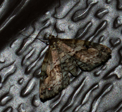 Melanomma auricinctaria