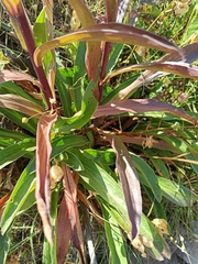 Digitalis parviflora