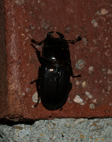 Antelope Beetle photo 5