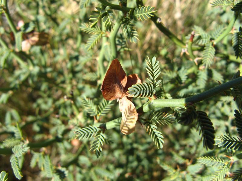 Xerocladia